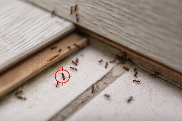 Best Best Pest Control Companies  in Delano, CA
